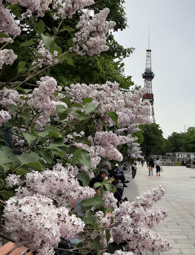 ライラックとテレビ塔