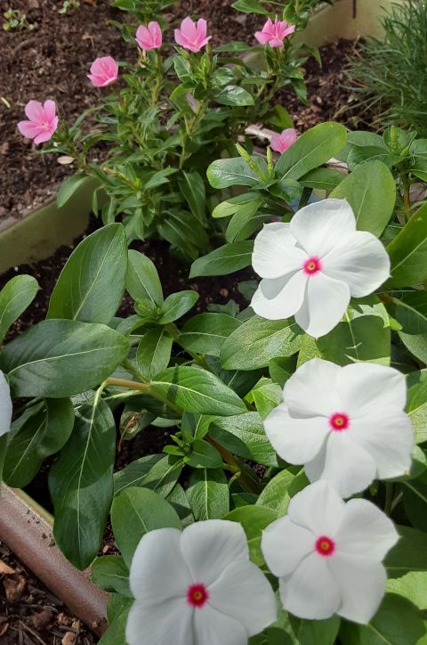 ピンク色のサニープリンセス