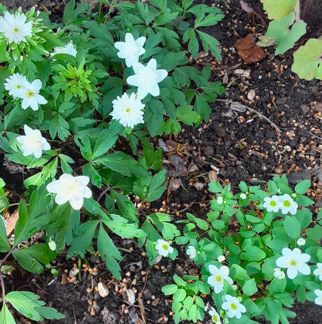 開花　梅花唐松、一輪草